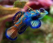 Подводное царство